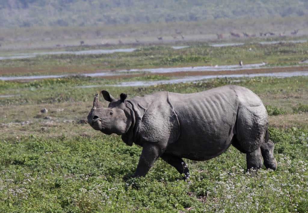 Kaziranga National Park