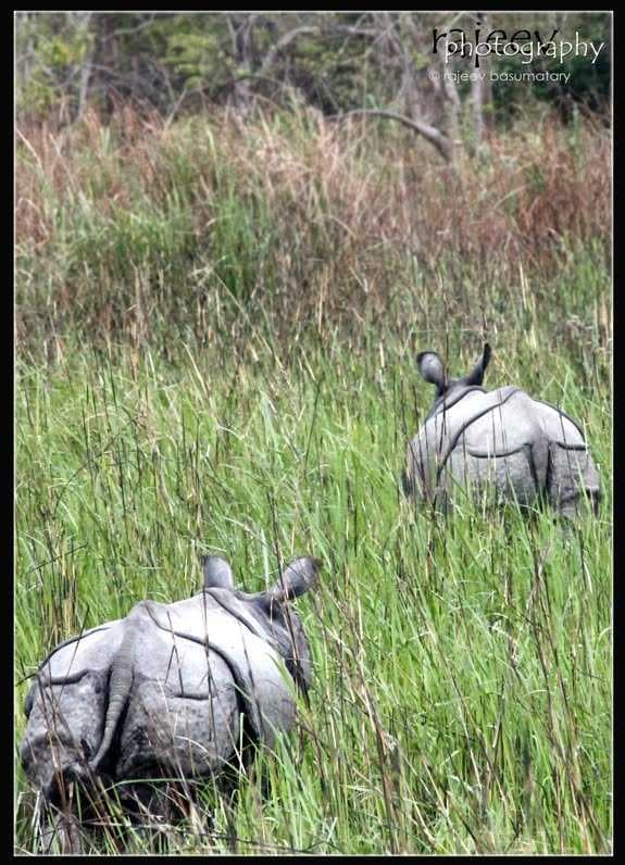 AT Road, Halowa N.C., Assam 785609, India