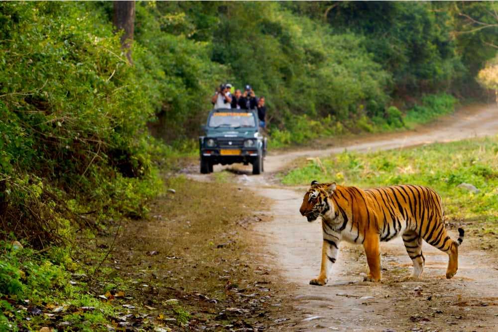 Thrilling Jeep Safari in Jim Corbett National Park