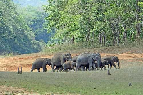 Periyar National Park travel image