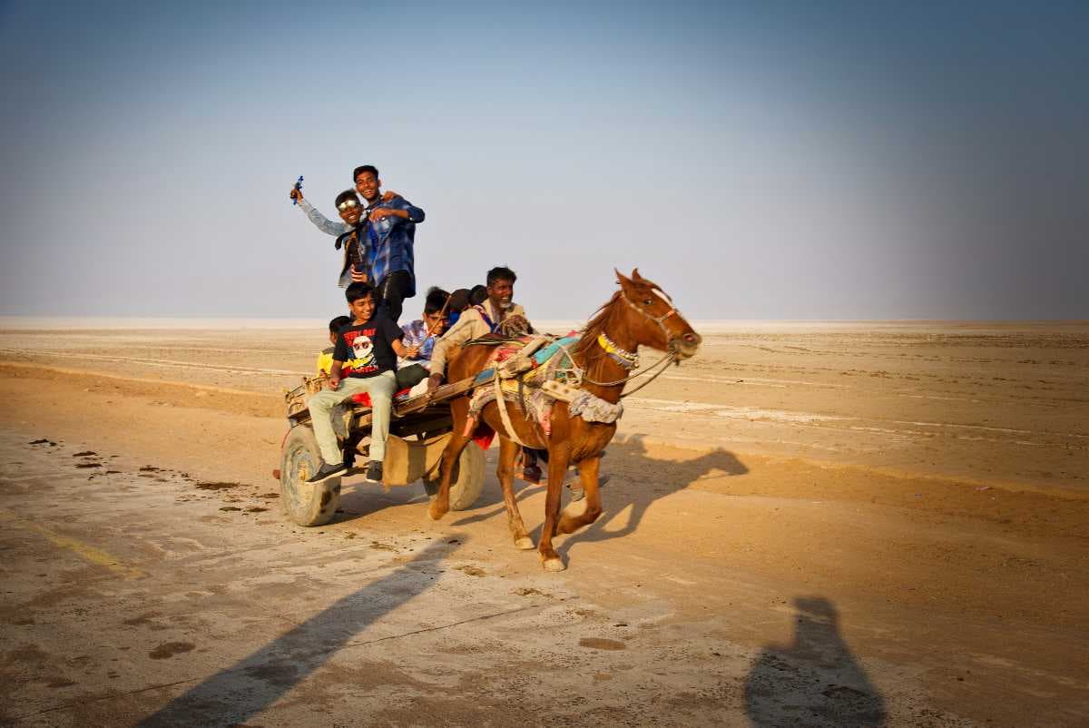 Horses in Rann of Kutch