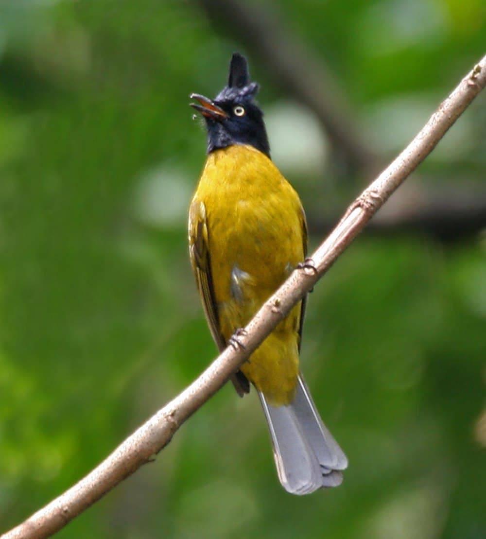 Buxa Tiger Reserve travel image