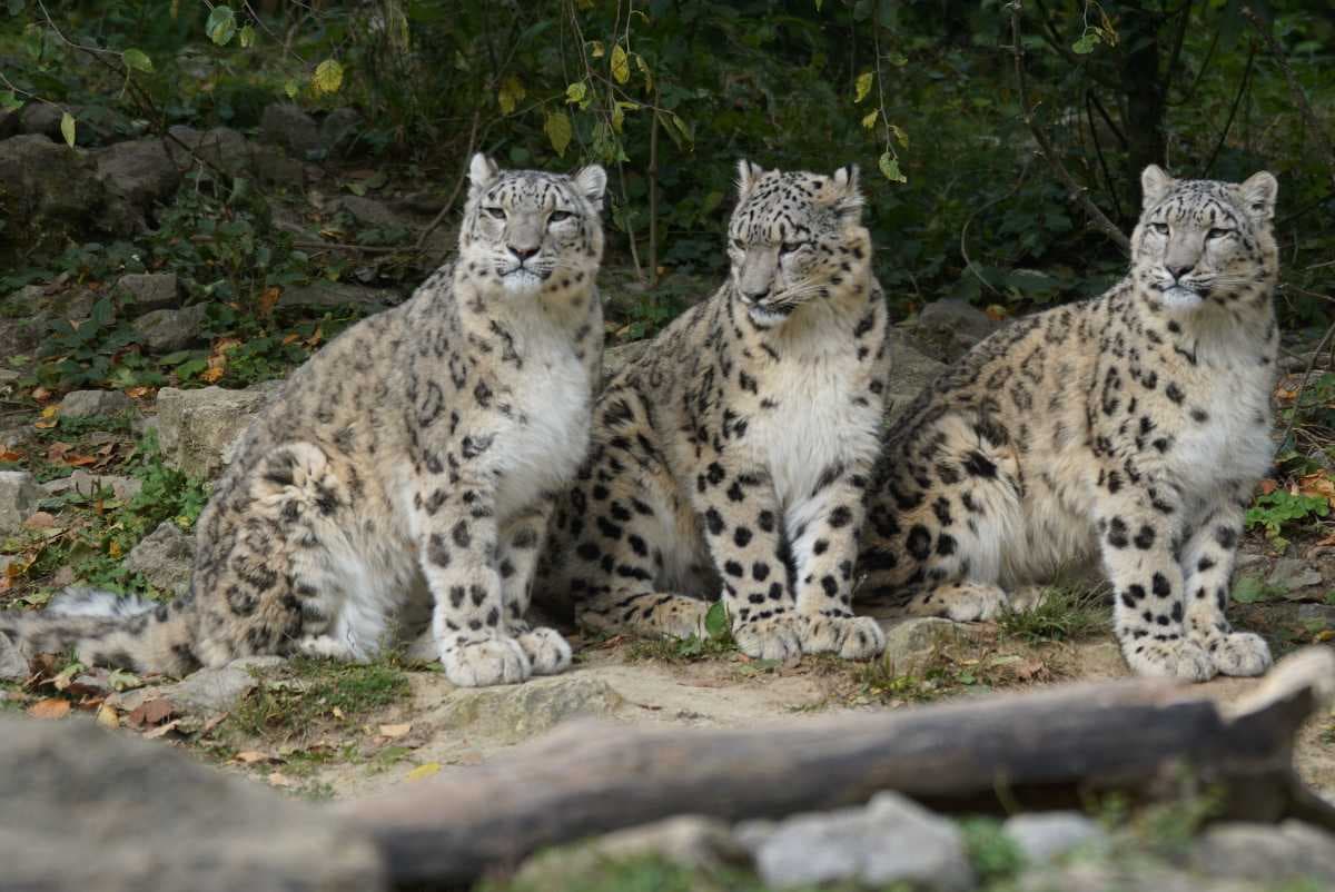 Snow Leopards - One of the Rare Species Found in Changthang Wildlife Sanctuary