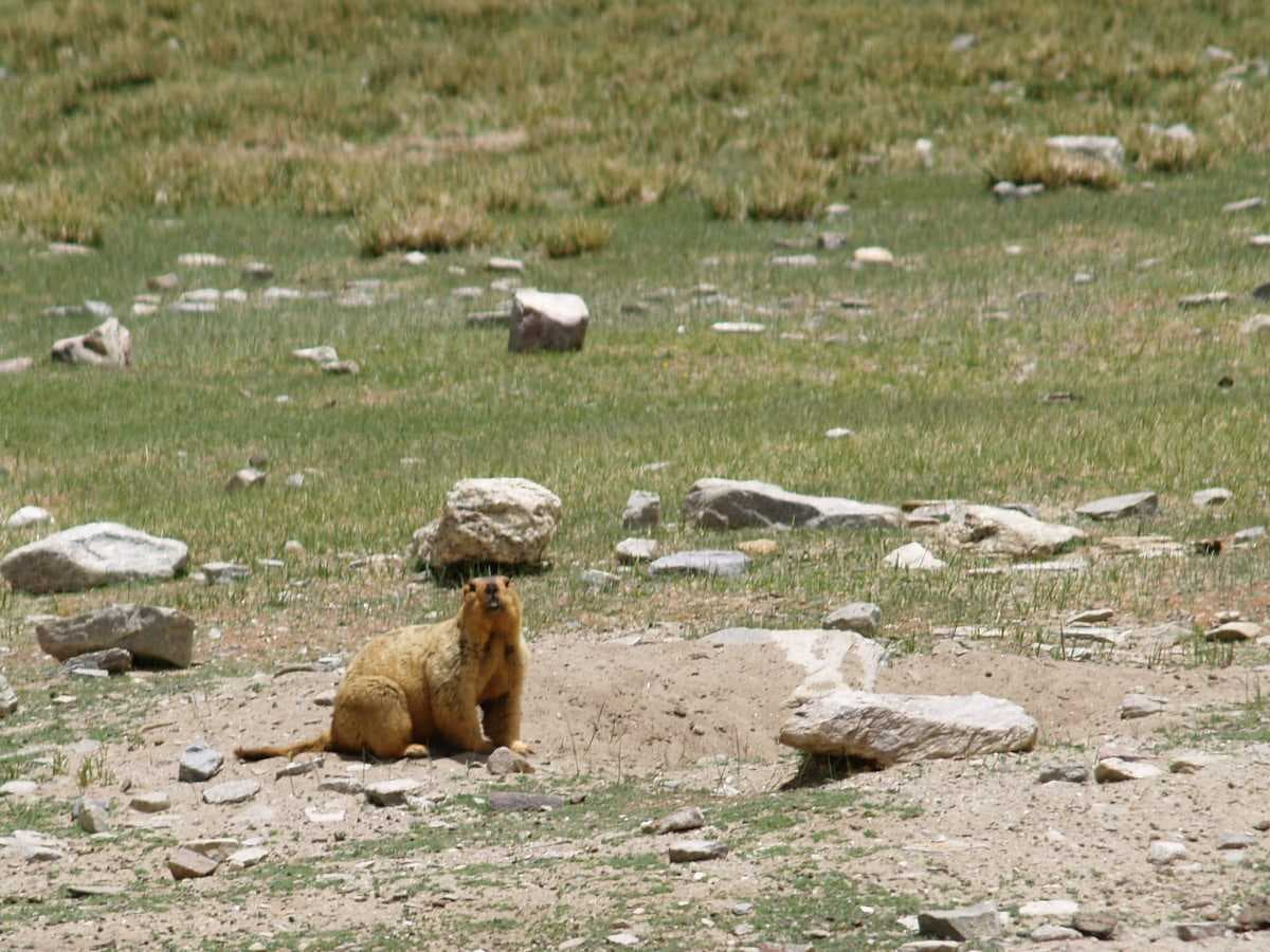 Himalayan Marmot Spotted at Changthang Wildlife Sanctuary, Ladakh