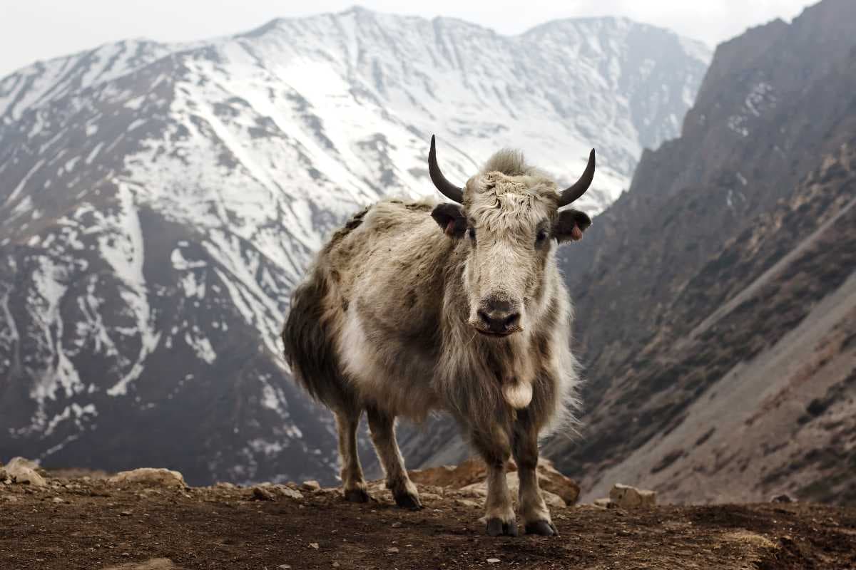 Domestic Yak - One of the Rare Species Found at Changthang Wildlife Sanctuary