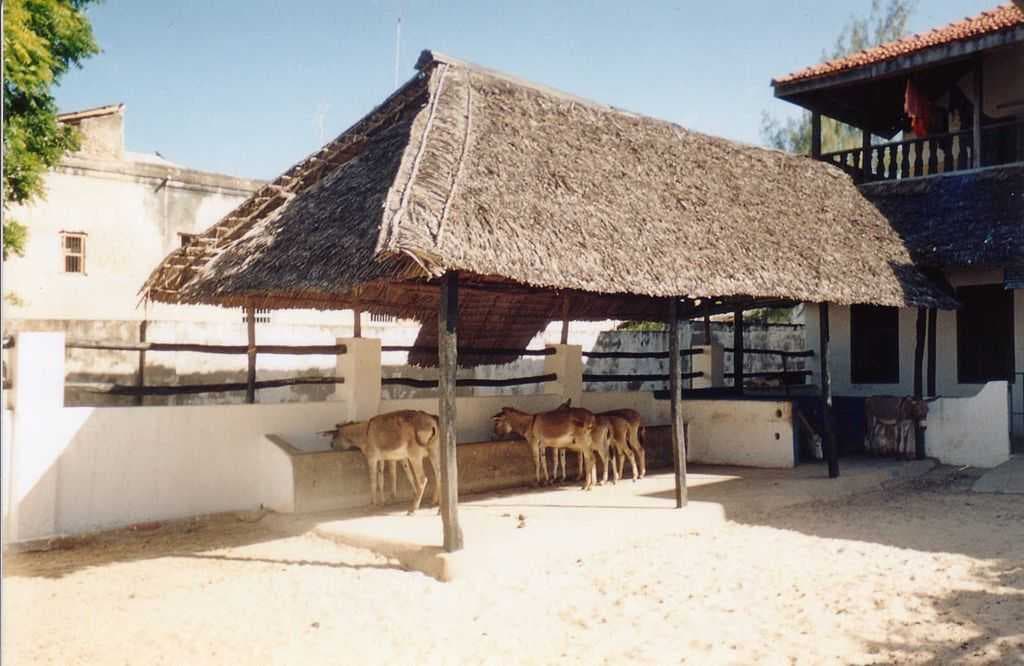 A feeding shelter, established by the Donkey Sanctuary in 1987, in Lamu, Kenya.