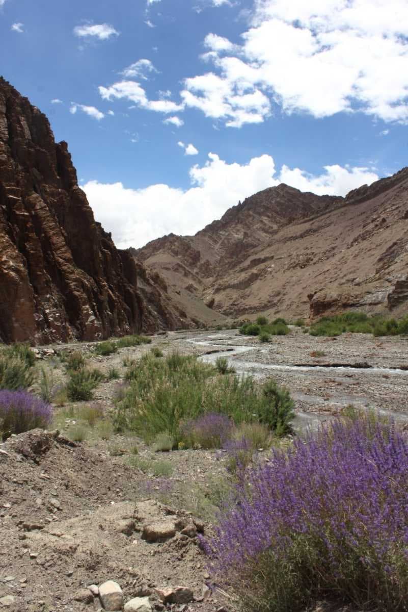 Himalayan lavender (Perovskia atriplicifolia)