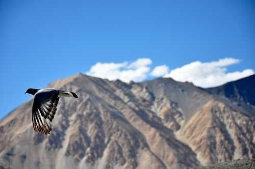 Pangong Lake travel image
