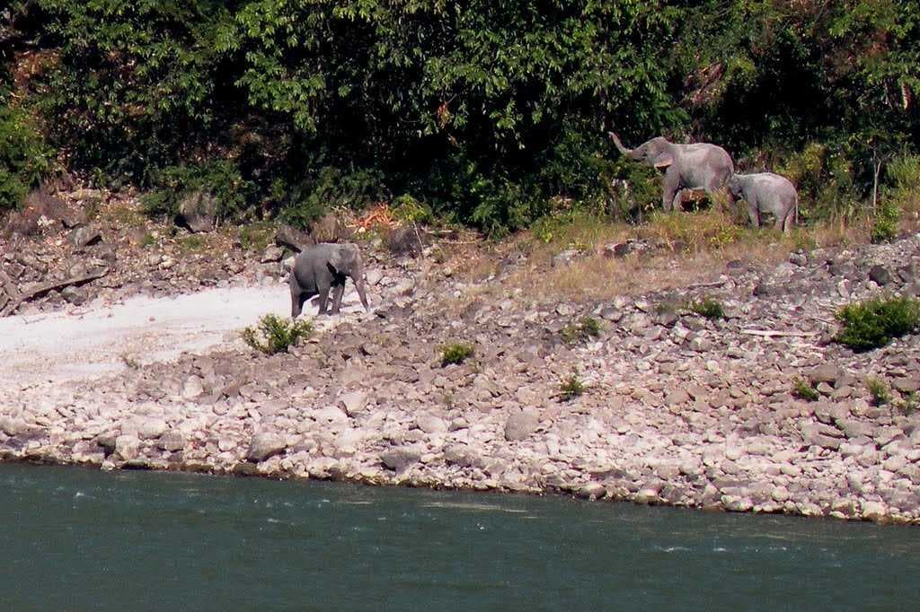 Manas National Park