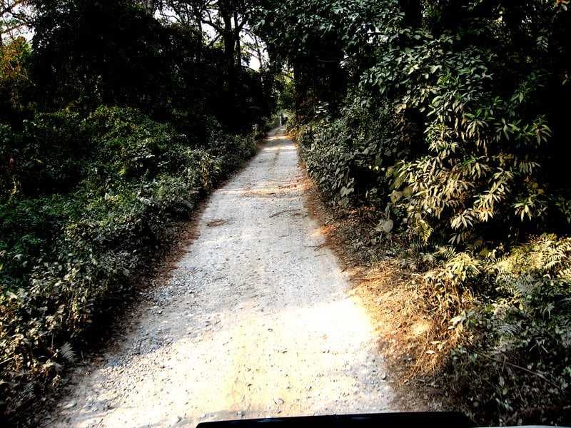 Jungle Safari