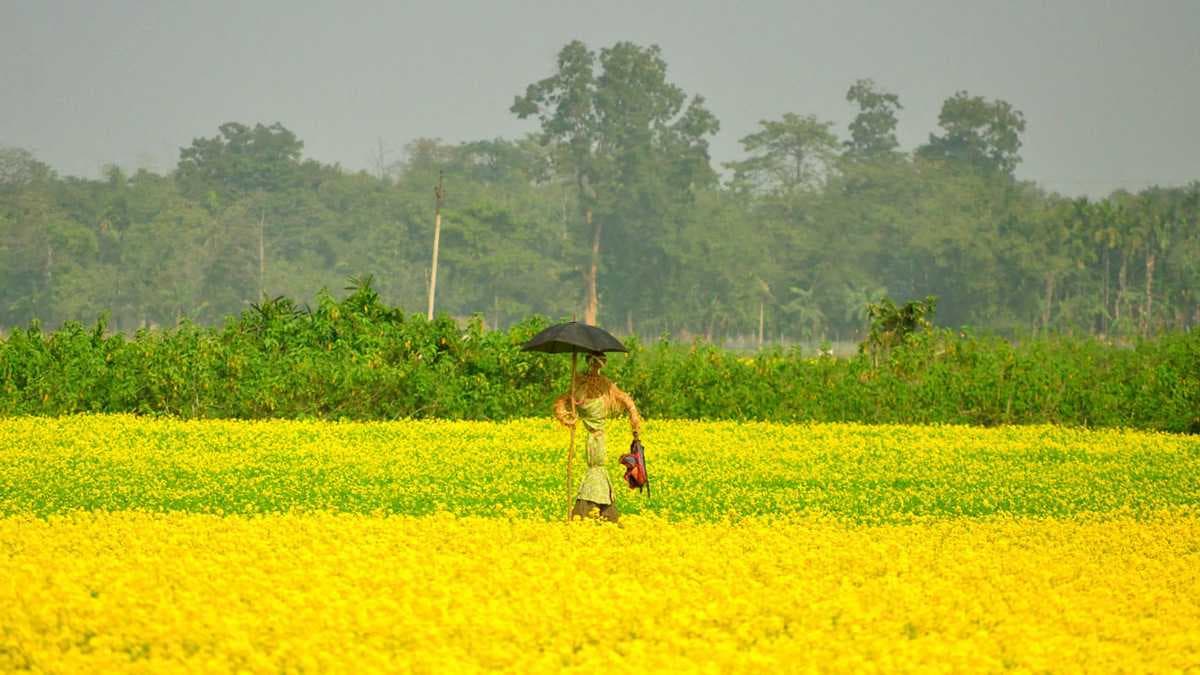 Pobitora Wildlife Sanctuary travel image