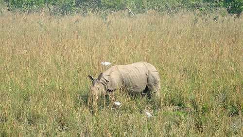Pobitora Wildlife Sanctuary travel image
