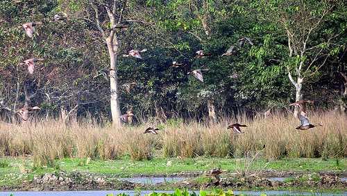 Pobitora Wildlife Sanctuary travel image