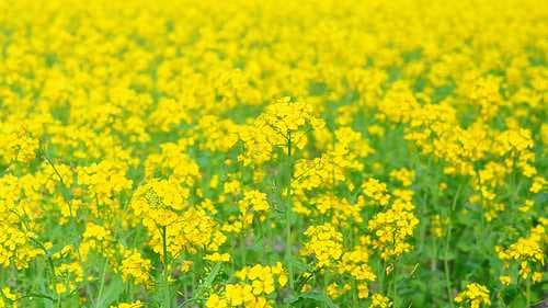 Pobitora Wildlife Sanctuary travel image