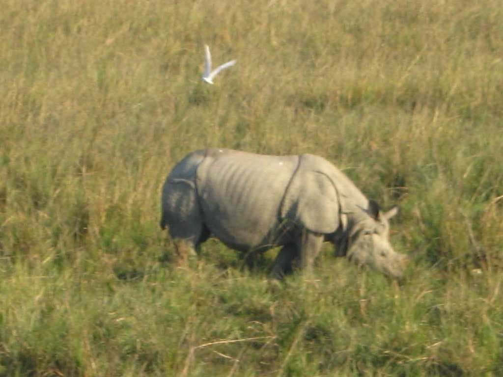 Pobitora Wildlife Sanctuary travel image
