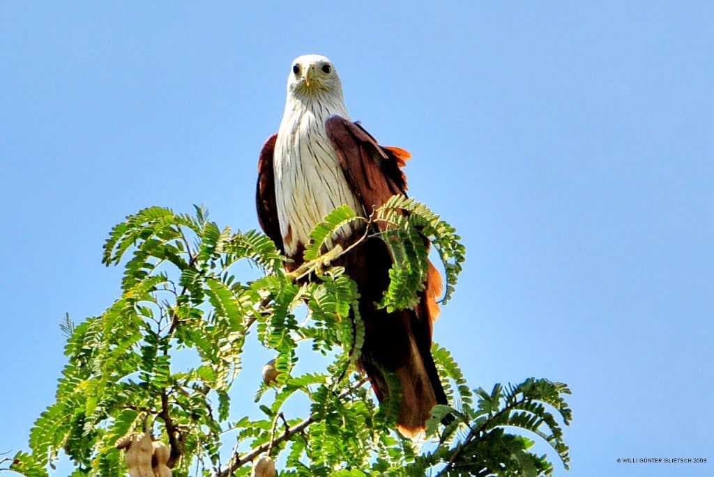 Madumalai National Park