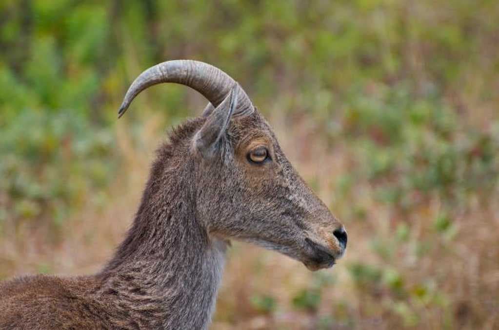 Eravikulam National Park travel image