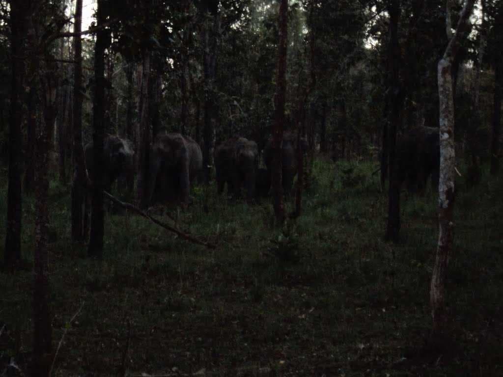 Elephant herd at Muthanga