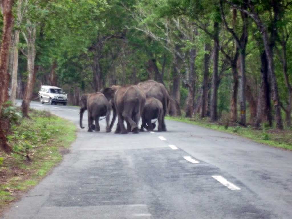 Elephants crossing Road