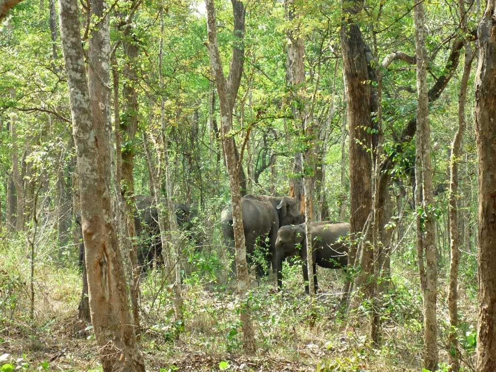 Elephants