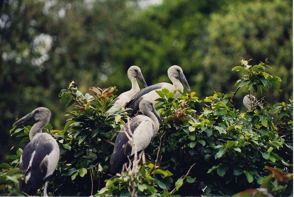 Ranganathittu Bird Sanctuary travel image