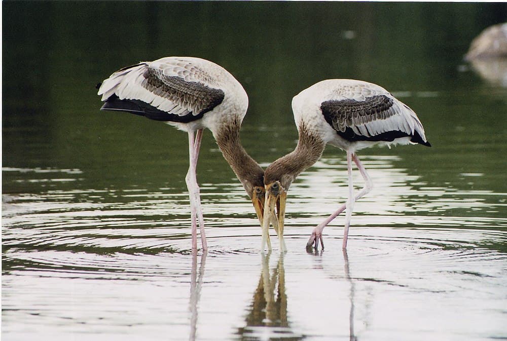 Ranganathittu Bird Sanctuary travel image