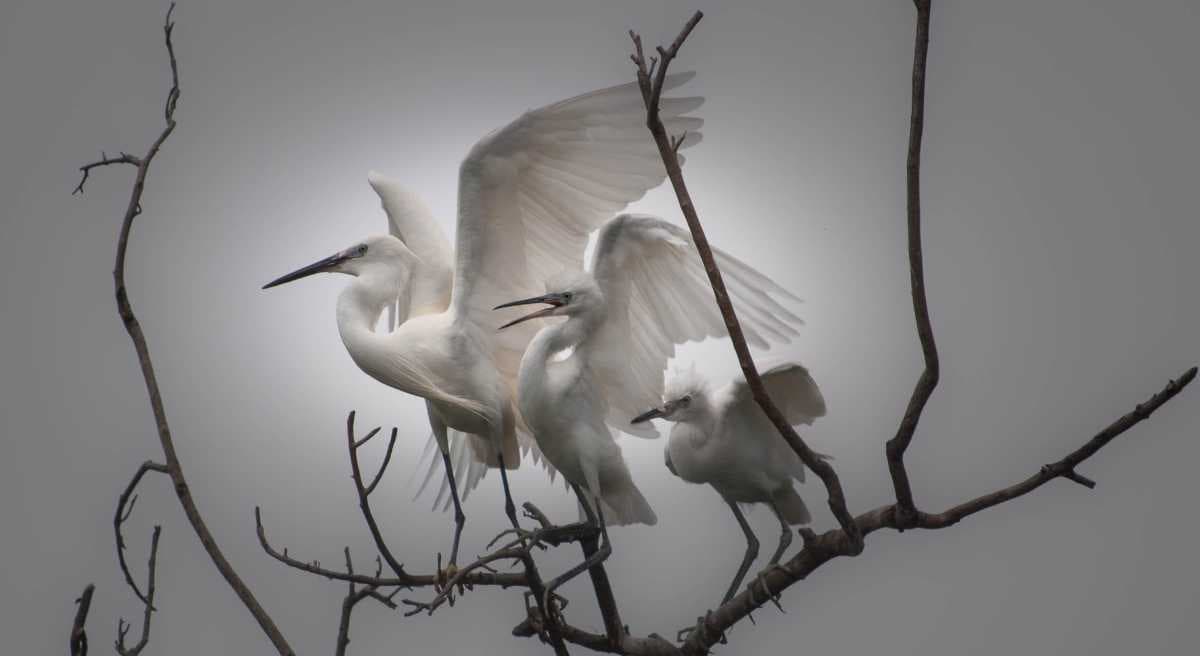 Ranganathittu Bird Sanctuary travel image
