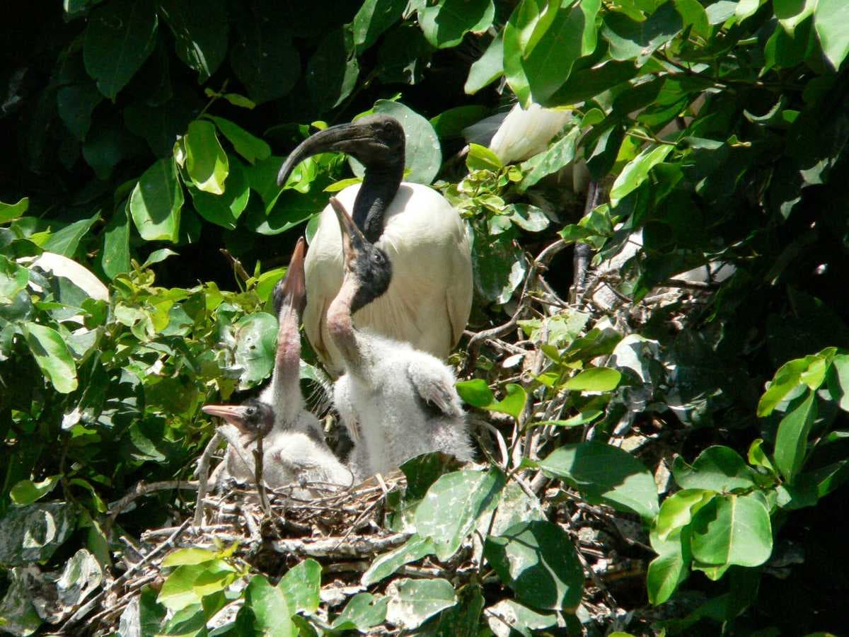 Ranganathittu Bird Sanctuary travel image