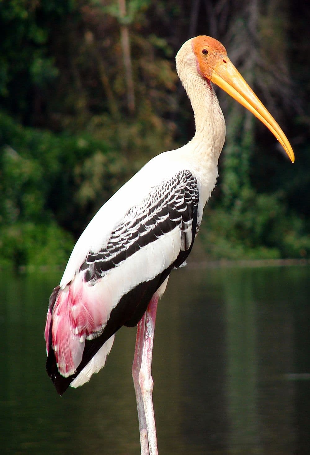 Ranganathittu Bird Sanctuary travel image