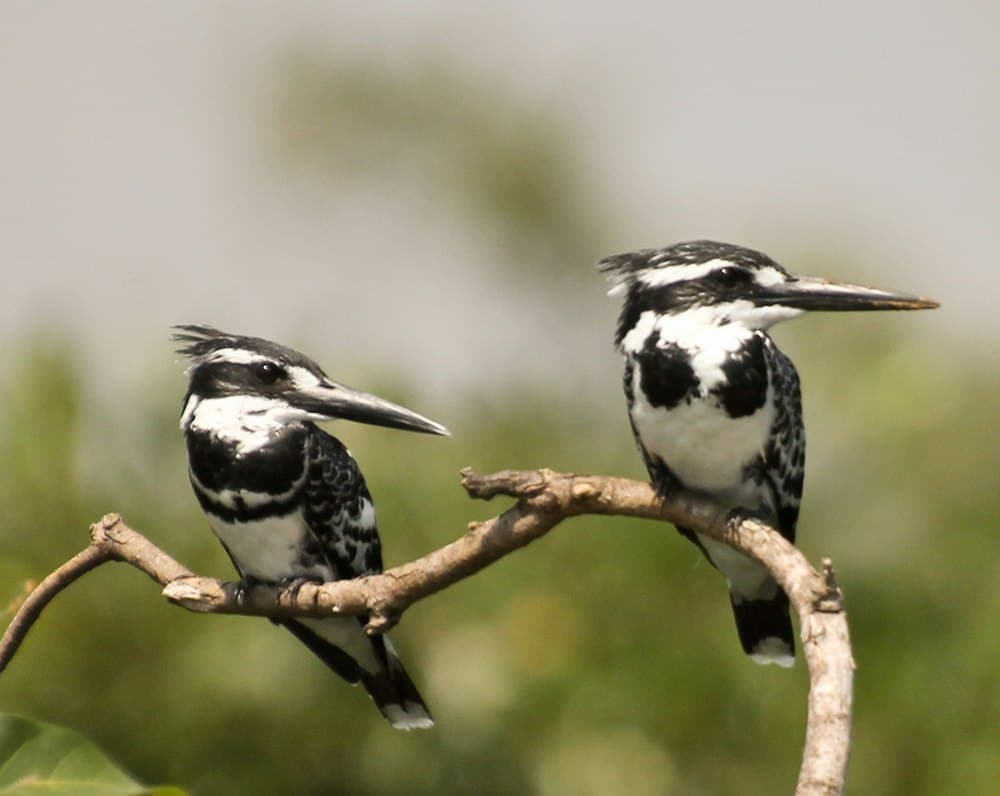 Ranganathittu Bird Sanctuary travel image