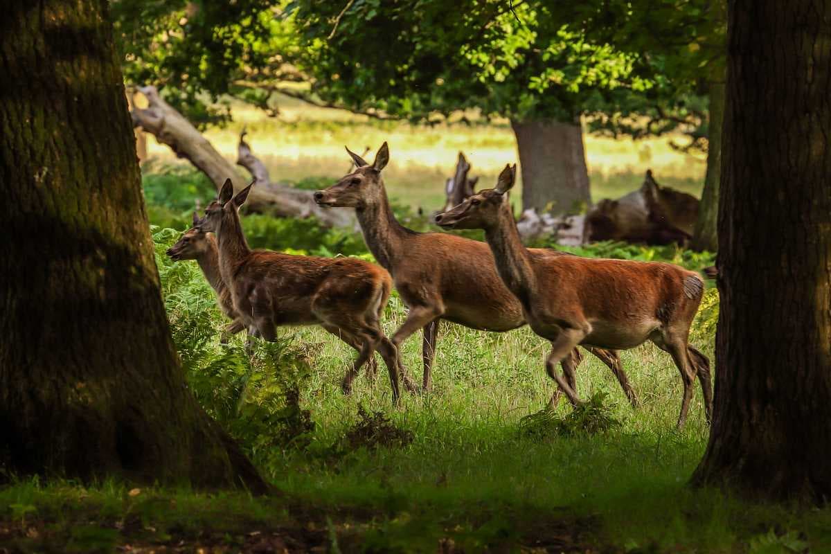 Nagarjuna Wildlife - Home to Rich Flora and Fauna