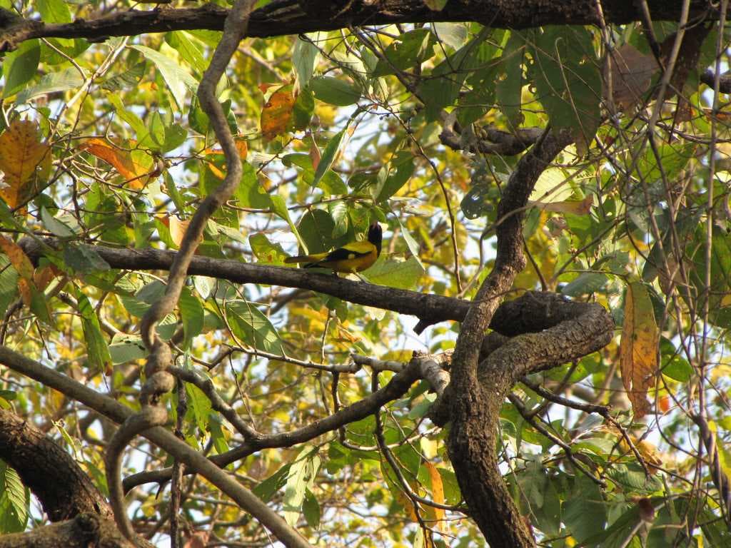 Karnala Bird Sanctuary travel image
