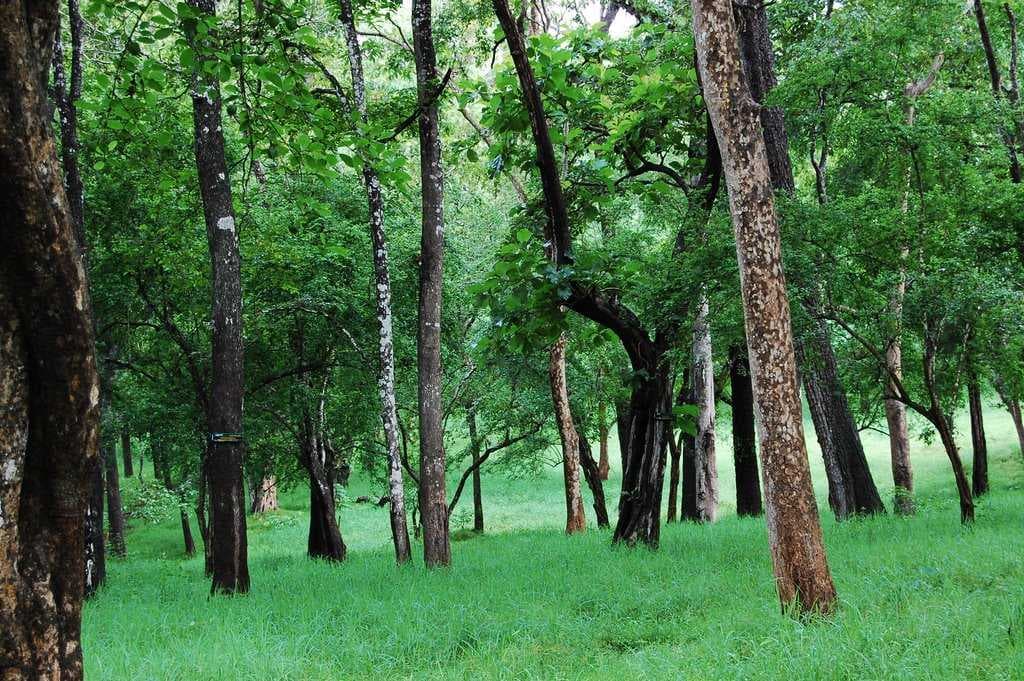 Parambikulam Wildlife Sanctuary