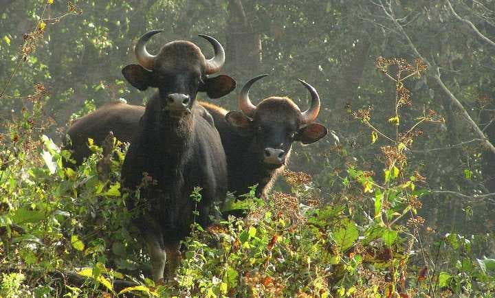 Parambikulam Tiger Reserve
