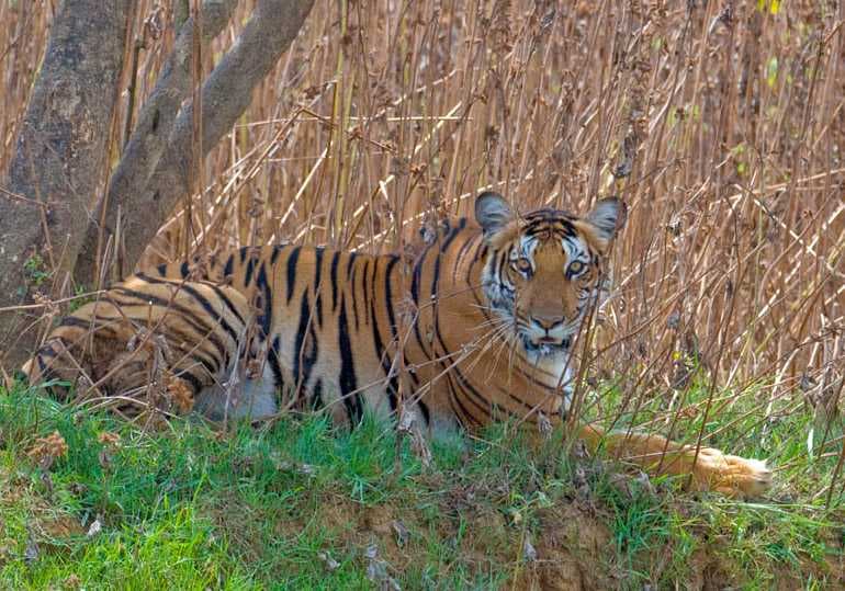 Parambikulam Tiger Reserve travel image