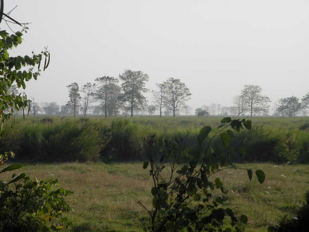 Grass land in Orang National Park,Assam