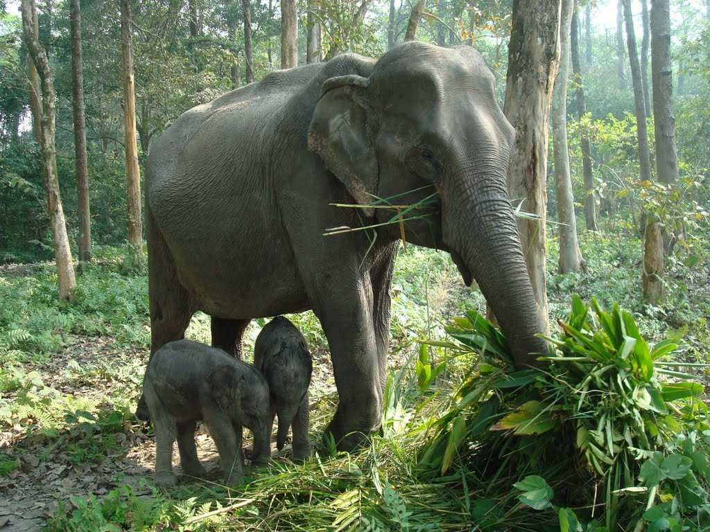 Orang National Park
