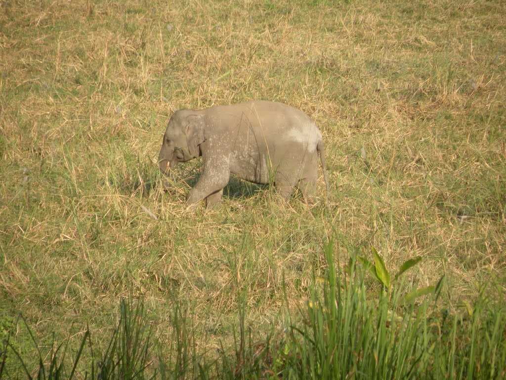 A wild elephant of Orang National Park on January 5 2011