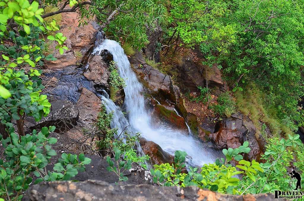 Bee falls