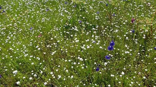 Kaas Plateau travel image