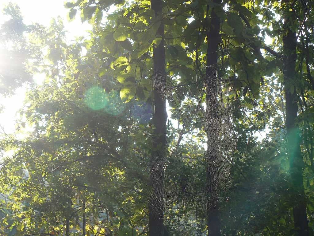 Karnala Bird Sanctuary travel image