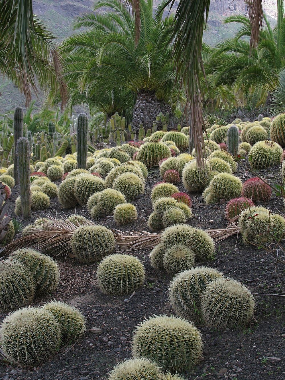 Cactus Garden, Panchkula travel image