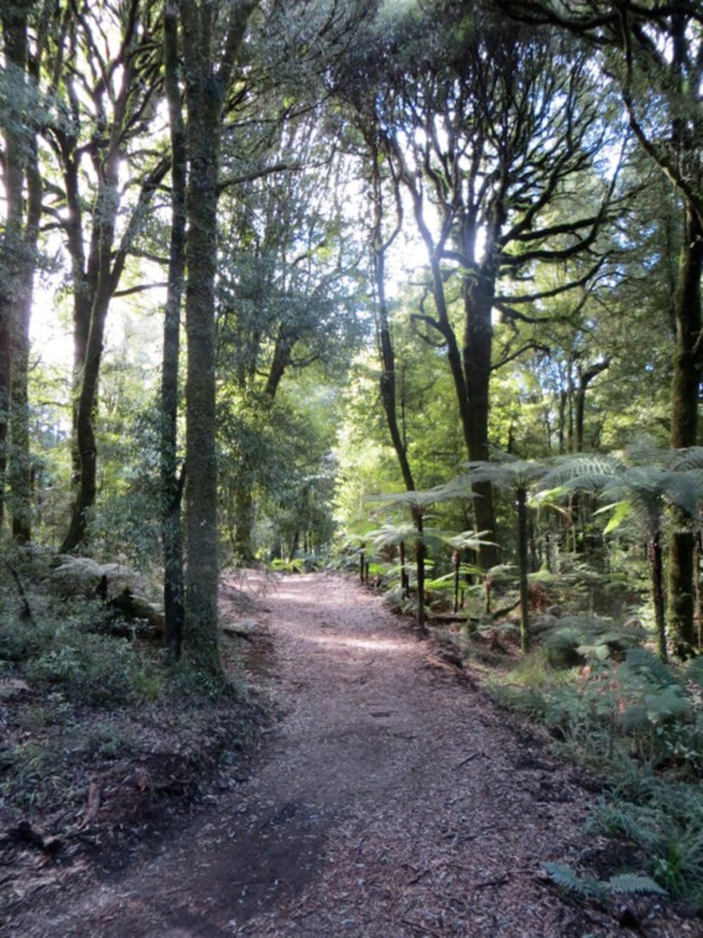Timber Trail travel image