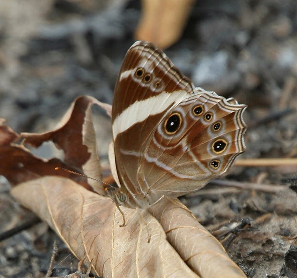 Buxa Tiger Reserve travel image