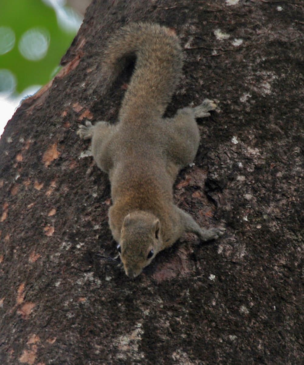Buxa Tiger Reserve travel image