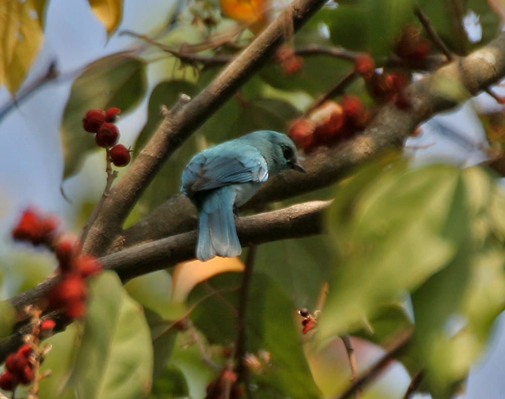 Buxa Tiger Reserve travel image