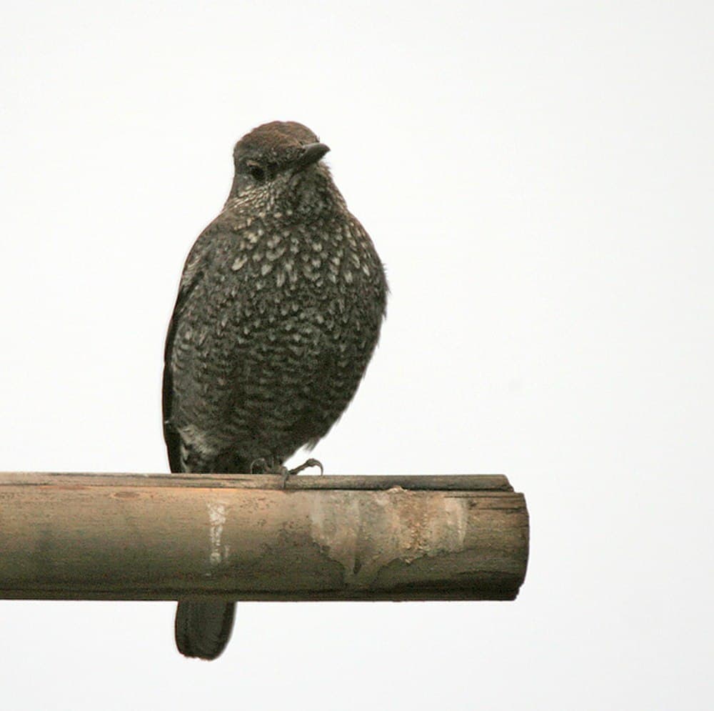 Buxa Tiger Reserve travel image