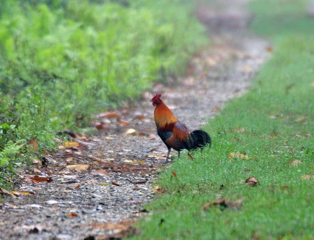Buxa Tiger Reserve travel image