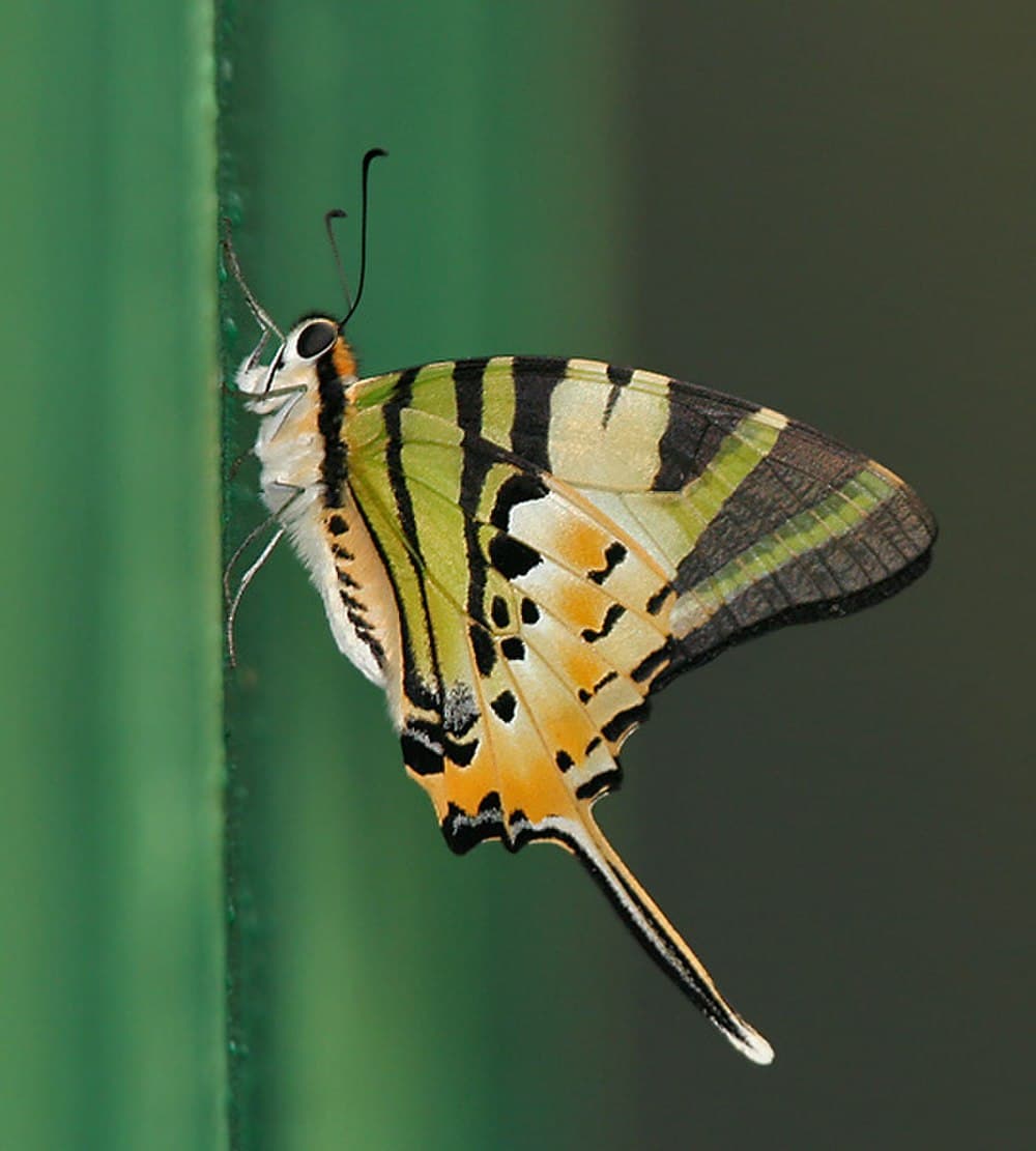 Buxa Tiger Reserve travel image