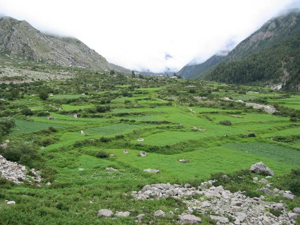 Sangla Meadow